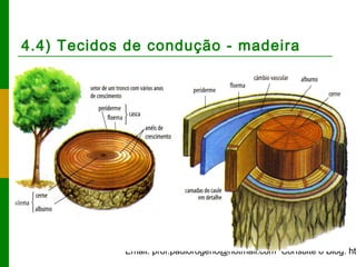 Email: prof.paulorogerio@hotmail.com Consulte o Blog: ht
4.4) Tecidos de condução - madeira
 