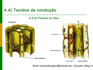 Email: prof.paulorogerio@hotmail.com Consulte o Blog: ht
4.4) Tecidos de condução
4.4.b) Floema ou líber
 