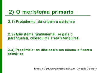 Email: prof.paulorogerio@hotmail.com Consulte o Blog: ht
2) O meristema primário
2.1) Protoderma: dá origem a epiderme
2.2) Meristema fundamental: origina o
parênquima, colênquima e esclerênquima
2.3) Procâmbio: se diferencia em xilema e floema
primários
 