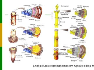 Email: prof.paulorogerio@hotmail.com Consulte o Blog: ht
 