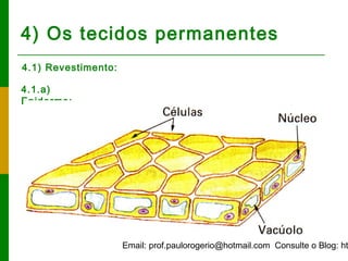 Email: prof.paulorogerio@hotmail.com Consulte o Blog: ht
4) Os tecidos permanentes
4.1) Revestimento:
4.1.a)
Epiderme:
 