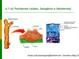 Email: prof.paulorogerio@hotmail.com Consulte o Blog: ht
4.1.b) Periderme (súber, felogênio e feloderme)
 