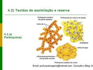 Email: prof.paulorogerio@hotmail.com Consulte o Blog: ht
4.2) Tecidos de assimilação e reserva
4.2.a)
Parênquimas
 