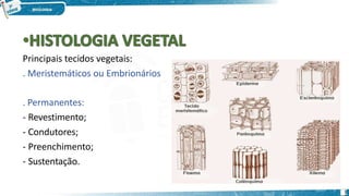 Principais tecidos vegetais:
. Meristemáticos ou Embrionários
. Permanentes:
- Revestimento;
- Condutores;
- Preenchimento;
- Sustentação.
1
 
