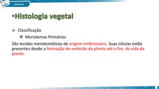  Classificação
 Meristemas Primários
São tecidos meristemáticos de origem embrionária. Suas células estão
presentes desde a formação do embrião da planta até o fim da vida da
planta.
1
 