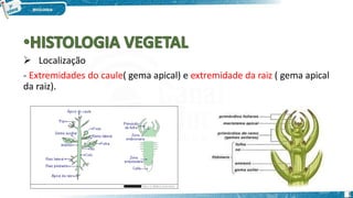  Localização
- Extremidades do caule( gema apical) e extremidade da raiz ( gema apical
da raiz).
1
 