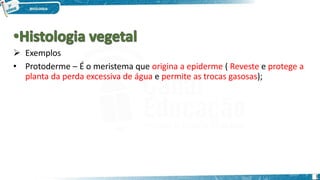  Exemplos
• Protoderme – É o meristema que origina a epiderme ( Reveste e protege a
planta da perda excessiva de água e permite as trocas gasosas);
1
 