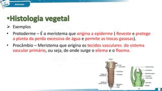 Exemplos
• Protoderme – É o meristema que origina a epiderme ( Reveste e protege
a planta da perda excessiva de água e permite as trocas gasosas).
• Procâmbio – Meristema que origina os tecidos vasculares do sistema
vascular primário, ou seja, de onde surge o xilema e o floema.
1
 