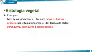  Exemplos
• Meristema fundamental – Formam todos os tecidos
primários do sistema fundamental dos tecidos do córtex:
parênquima, colênquima e esclerênquima.
1
 