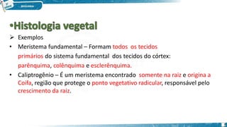  Exemplos
• Meristema fundamental – Formam todos os tecidos
primários do sistema fundamental dos tecidos do córtex:
parênquima, colênquima e esclerênquima.
• Caliptrogênio – É um meristema encontrado somente na raiz e origina a
Coifa, região que protege o ponto vegetativo radicular, responsável pelo
crescimento da raiz.
2
 