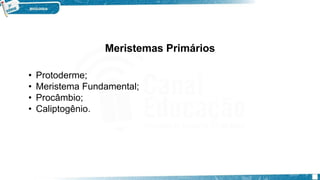 Meristemas Primários
• Protoderme;
• Meristema Fundamental;
• Procâmbio;
• Caliptogênio.
 