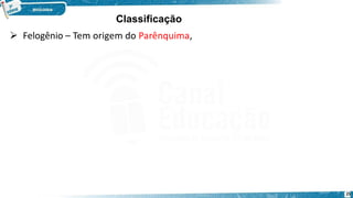  Felogênio – Tem origem do Parênquima,
25
Classificação
 