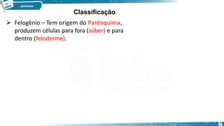  Felogênio – Tem origem do Parênquima,
produzem células para fora (súber) e para
dentro (feloderme).
27
Classificação
 