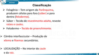  Felogênio – Tem origem do Parênquima,
produzem células para fora (súber) e para
dentro (feloderme).
 Súber – Tecido de revestimento adulto, reveste
raízes e caules.
 Feloderme – Tecido de preenchimento.
 Câmbio interfascicular – Produção de
xilema e floemas secundários.
 LOCALIZAÇÃO – No interior do caule
e da raiz. 30
Classificação
 