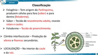  Felogênio – Tem origem do Parênquima,
produzem células para fora (súber) e para
dentro (feloderme).
 Súber – Tecido de revestimento adulto, reveste
raízes e caules.
 Feloderme – Tecido de preenchimento.
 Câmbio interfascicular – Produção de
xilema e floemas secundários.
 LOCALIZAÇÃO – No interior do caule
e da raiz. 31
Classificação
 