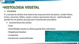  EPIDERME
É a camada de células mais externa do corpo primário da planta, recobre flores,
frutos, sementes, folhas, caules e raízes e permanece até ser substituída pela
periderme em plantas que possuem crescimento secundário.
 Características das células
- Vivas
- Aclorofiladas( exceto as células-guarda dos estômatos)
- Delgadas(achatadas)
- Justapostas
- Geralmente uniestratificadas
35
 
