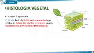  Anexos à epiderme
-Cutícula: Película lipídica e impermeável que
recobre as folhas das plantas terrestres. Impede o
ressecamento, diminuindo a transpiração;
37
 