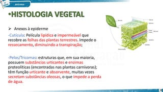  Anexos à epiderme
-Cutícula: Película lipídica e impermeável que
recobre as folhas das plantas terrestres. Impede o
ressecamento, diminuindo a transpiração;
-Pelos/Tricomas: estruturas que, em sua maioria,
possuem substâncias urticantes e enzimas
proteolíticas (encontradas nas plantas carnívoras);
têm função urticante e absorvente, muitas vezes
secretam substâncias oleosas, o que impede a perda
de água.
38
 