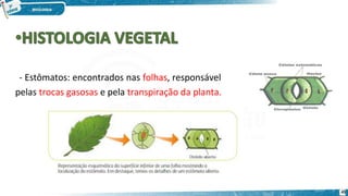 - Estômatos: encontrados nas folhas, responsável
pelas trocas gasosas e pela transpiração da planta.
45
 