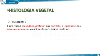  PERIDERME
É um tecido secundário protetor, que substitui a epiderme nas
raízes e caules com crescimento secundário continuo.
46
 