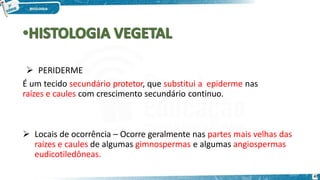  PERIDERME
É um tecido secundário protetor, que substitui a epiderme nas
raízes e caules com crescimento secundário continuo.
47
 Locais de ocorrência – Ocorre geralmente nas partes mais velhas das
raízes e caules de algumas gimnospermas e algumas angiospermas
eudicotiledôneas.
 