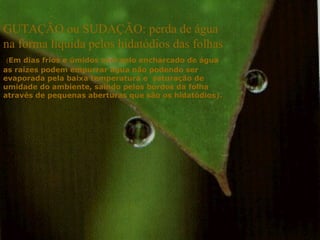 GUTAÇÃO ou SUDAÇÃO: perda de água na forma líquida pelos hidatódios das folhas ( Em dias frios e úmidos com solo encharcado de água as raízes podem empurrar água não podendo ser evaporada pela baixa temperatura e  saturação de umidade do ambiente, saindo pelos bordos da folha através de pequenas aberturas que são os hidatódios). 