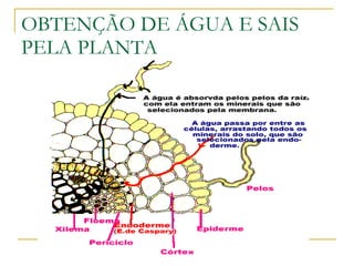 OBTENÇÃO DE ÁGUA E SAIS PELA PLANTA 