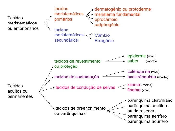 Histologia vegetal