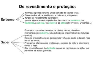 De revestimento e proteção: Epiderme Súber Formada apenas por uma única camada de células vivas; Suas células são aclorofiladas, achatadas e justapostas; função de revestimento e proteção; possui alguns anexos importantes, tais como os  estômatos , os  hidatódios , a  cutícula,  os  acúleos  e os  pêlos  (absorventes, urticantes...) É formado por várias camadas de células mortas, devido a impregnação de  suberina , uma substância impermeável (de natureza lipídica); Reveste principalmente as partes mais velhas do caule e da raiz, mas nunca as folhas; Protegem a planta contra predadores, excesso de calor e até mesmo contra o fogo; Seu principal anexo é a  lenticela , pequenas rachaduras no súber que permitem as trocas gasosas; 