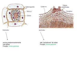 ocorre predominantemente nas folhas Função:  trocas gasosas são “rachaduras” do súber Função:  trocas gasosas 