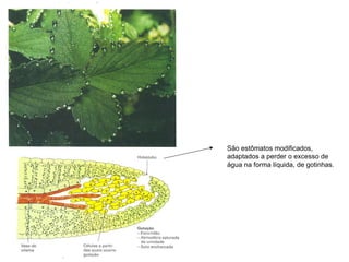 São estômatos modificados,  adaptados a perder o excesso de  água na forma líquida, de gotinhas. 