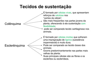 Tecidos de sustentação Colênquima Esclerênquima É formado por  células vivas , que apresentam reforços de  celulose  nos  “ cantos da célula”; São mais freqüentes nas partes jovens da planta, oferecendo à ela sustentação  com flexibilidade ; pode ser comparado tecido cartilaginoso nos animais. É formado por  células mortas  que sofreram uma impregnação de  lignina  (substância impermeável) e muito dura; Pode ser comparado ao tecido ósseo dos animais; Ocorre predominantemente nas partes mais velhas da planta; Suas principais células são as fibras e os escleritos ou esclerídeos. 