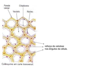 reforço de celulose nos ângulos da célula. 
