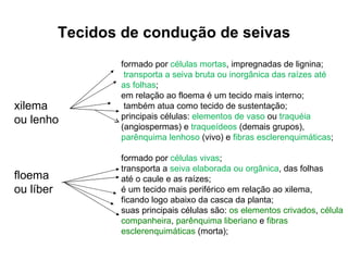 Tecidos de condução de seivas xilema  ou lenho floema  ou líber formado por  células mortas , impregnadas de lignina; transporta a seiva bruta ou inorgânica das raízes até  as folhas ; em relação ao floema é um tecido mais interno; também atua como tecido de sustentação; principais células:  elementos de vaso  ou  traquéia  (angiospermas) e  traqueídeos  (demais grupos),  parênquima lenhoso  (vivo)   e  fibras esclerenquimáticas ; formado por  células vivas ; transporta a  seiva elaborada ou orgânica , das folhas  até o caule e as raízes; é um tecido mais periférico em relação ao xilema,  ficando logo abaixo da casca da planta; suas principais células são:  os elementos crivados ,  célula companheira ,  parênquima liberiano  e  fibras esclerenquimáticas  (morta); 