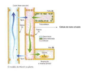 Célula do tubo crivado 