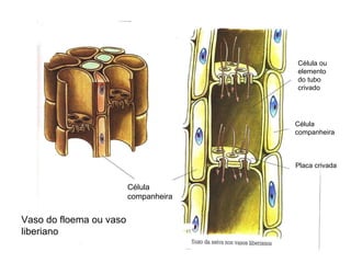 Célula  companheira Célula  companheira Célula ou elemento do tubo crivado  Placa crivada Vaso do floema ou vaso liberiano 