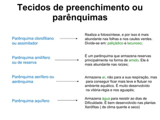 Tecidos de preenchimento ou parênquimas Parênquima clorofiliano ou assimilador Parênquima amilífero ou de reserva Parênquima aerífero ou  aerênquima Parênquima aquífero Realiza a fotossíntese, e por isso é mais abundante nas folhas e nos caules verdes. Divide-se em:  paliçádico  e  lacunoso ; É um parênquima que armazena reservas  principalmente na forma de  amido . Ele é mais abundante nas raízes; Armazena  ar , não para a sua respiração, mas para conseguir ficar mais leve e flutuar no  ambiente aquático. É muito desenvolvido na vitória-régia e nos aguapés; Armazena  água  para resistir ao dias de Dificuldade. É bem desenvolvido nas plantas Xerófitas ( de clima quente e seco)  