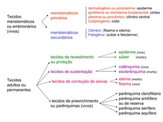 Tecidos  meristemáticos ou embrionários (vivos) Tecidos adultos ou permanentes meristemáticos primários meristemáticos secundários tecidos de revestimento  ou proteção tecidos de sustentação tecidos de condução de seivas tecidos de preenchimento ou parênquimas (vivos) dermatogênio ou protoderme:  epiderme periblema ou meristema fundamental:  córtex pleroma ou procâmbio:  cilindro central Caliptrogênio:  coifa Câmbio: ( floema e xilema ) Felogênio: ( súber e feloderme ) epiderme   (vivo) súber   (morto)   colênquima   (vivo) esclerênquima   (morto) xilema   (morto) floema   (vivo)   parênquima clorofiliano parênquima amilífero ou de reserva parênquima aerífero parênquima aquífero 
