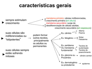 características gerais  sempre estimulam crescimento suas células são indiferenciadas ou  “ totipotentes ” suas células sempre  estão sofrendo  mitoses meristema primário : células indiferenciadas, crescimento primário ( em altura ) meristema secundário : surge da desdiferenciação de células adultas,  crescimento secundário ( em espessura ) ► ► ► [ [ podem formar  outros tecidos, principalmente  os adultos ou  permanentes  Ex. câmbio Ex. felogênio Ex. periblema Ou meristema fundamental Ex. pleroma ou  Procâmbio Ex. dermatogênio ou protoderme Xilema Floema Súber Feloderme Tecidos de sustentação Tecidos de preenchimento cilindro central epiderme 