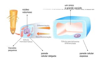 Vacúolos pequenos núcleo  volumoso um único e grande vacúolo parede celular delgada parede celular espessa 