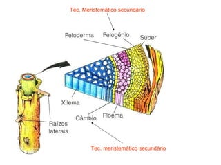 Tec. Meristemático secundário Tec. meristemático secundário 