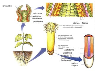 floema xilemas procâmbio meristema  fundamental protoderme coifa ou caliptra periblema ou meristema  fundamental procâmbio protoderme protoderme 