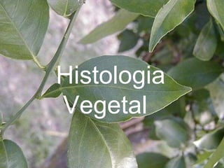 Histologia Vegetal 