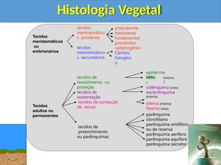 Protoderme Vegetal biologiaHISTOLOGIA_VEGETAL_1559814825.pptx