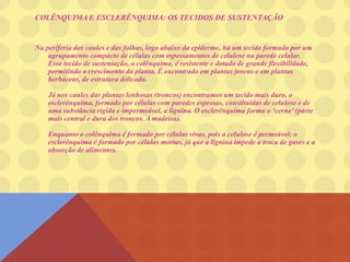 COLÊNQUIMA E ESCLERÊNQUIMA: OS TECIDOS DE SUSTENTAÇÃO
Na periferia dos caules e das folhas, logo abaixo da epiderme, há um tecido formado por um
agrupamento compacto de células com espessamentos de celulose na parede celular.
Esse tecido de sustentação, o colênquima, é resistente e dotado de grande flexibilidade,
permitindo o crescimento da planta. É encontrado em plantas jovens e em plantas
herbáceas, de estrutura delicada.
Já nos caules das plantas lenhosas (troncos) encontramos um tecido mais duro, o
esclerênquima, formado por células com paredes espessas, constituídas de celulose e de
uma substância rígida e impermeável, a lignina. O esclerênquima forma o ‘cerne’ (parte
mais central e dura dos troncos. A madeira).
Enquanto o colênquima é formado por células vivas, pois a celulose é permeável; o
esclerênquima é formado por células mortas, já que a lignina impede a troca de gases e a
absorção de alimentos.
 
