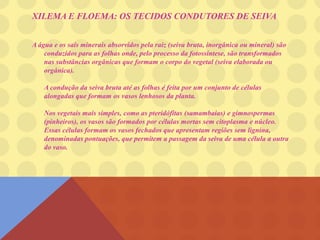 XILEMA E FLOEMA: OS TECIDOS CONDUTORES DE SEIVA
A água e os sais minerais absorvidos pela raiz (seiva bruta, inorgânica ou mineral) são
conduzidos para as folhas onde, pelo processo da fotossíntese, são transformados
nas substâncias orgânicas que formam o corpo do vegetal (seiva elaborada ou
orgânica).
A condução da seiva bruta até as folhas é feita por um conjunto de células
alongadas que formam os vasos lenhosos da planta.
Nos vegetais mais simples, como as pteridófitas (samambaias) e gimnospermas
(pinheiros), os vasos são formados por células mortas sem citoplasma e núcleo.
Essas células formam os vasos fechados que apresentam regiões sem lignina,
denominadas pontuações, que permitem a passagem da seiva de uma célula a outra
do vaso.
 