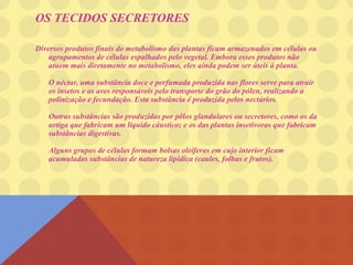OS TECIDOS SECRETORES
Diversos produtos finais do metabolismo das plantas ficam armazenados em células ou
agrupamentos de células espalhados pelo vegetal. Embora esses produtos não
atuem mais diretamente no metabolismo, eles ainda podem ser úteis à planta.
O néctar, uma substância doce e perfumada produzida nas flores serve para atrair
os insetos e as aves responsáveis pelo transporte do grão do pólen, realizando a
polinização e fecundação. Esta substância é produzida pelos nectários.
Outras substâncias são produzidas por pêlos glandulares ou secretores, como os da
urtiga que fabricam um líquido cáustico; e os das plantas insetívoras que fabricam
substâncias digestivas.
Alguns grupos de células formam bolsas oleíferas em cujo interior ficam
acumuladas substâncias de natureza lipídica (caules, folhas e frutos).
 