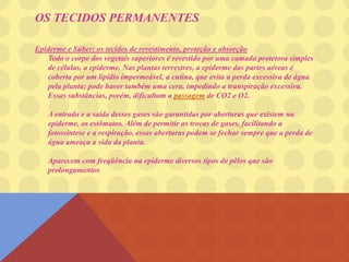 OS TECIDOS PERMANENTES
Epiderme e Súber: os tecidos de revestimento, proteção e absorção
Todo o corpo dos vegetais superiores é revestido por uma camada protetora simples
de células, a epiderme. Nas plantas terrestres, a epiderme das partes aéreas é
coberta por um lipídio impermeável, a cutina, que evita a perda excessiva de água
pela planta; pode haver também uma cera, impedindo a transpiração excessiva.
Essas substâncias, porém, dificultam a passagem de CO2 e O2.
A entrada e a saída desses gases são garantidas por aberturas que existem na
epiderme, os estômatos. Além de permitir as trocas de gases, facilitando a
fotossíntese e a respiração, essas aberturas podem se fechar sempre que a perda de
água ameaça a vida da planta.
Aparecem com freqüência na epiderme diversos tipos de pêlos que são
prolongamentos
 