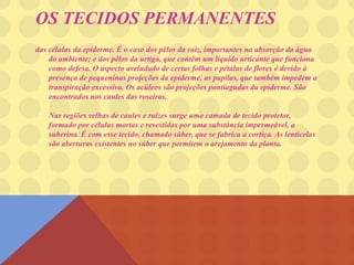 OS TECIDOS PERMANENTES
das células da epiderme. É o caso dos pêlos da raiz, importantes na absorção da água
do ambiente; e dos pêlos da urtiga, que contêm um líquido urticante que funciona
como defesa. O aspecto aveludado de certas folhas e pétalas de flores é devido à
presença de pequeninas projeções da epiderme, as papilas, que também impedem a
transpiração excessiva. Os acúleos são projeções pontiagudas da epiderme. São
encontrados nos caules das roseiras.
Nas regiões velhas de caules e raízes surge uma camada de tecido protetor,
formado por células mortas e revestidas por uma substância impermeável, a
suberina. É com esse tecido, chamado súber, que se fabrica a cortiça. As lenticelas
são aberturas existentes no súber que permitem o arejamento da planta.
 