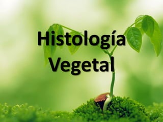 Histología
Vegetal
 